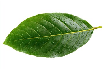 Fototapeta premium Close-up of a vibrant green leaf with water droplets