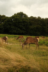 Deer eating grass