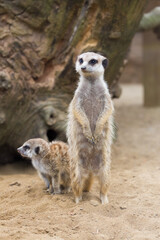 The meerkat (Suricata suricatta) standing on its rear legs