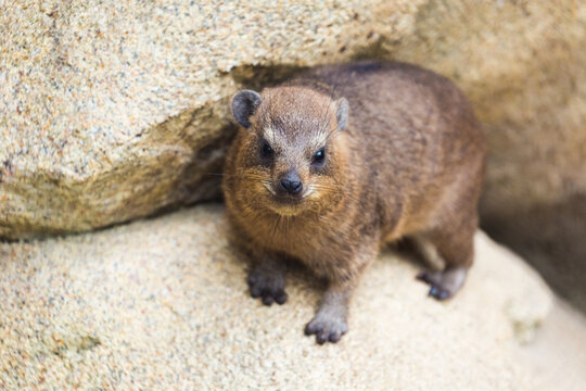 The rock hyrax (Procavia capensis), also called the Cape hyrax, rests on a rock.