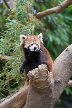 A red panda climbing a tree