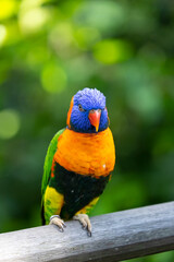 The coconut lorikeet (Trichoglossus haematodus), also known as the green-naped lorikeet, is seen on a branch