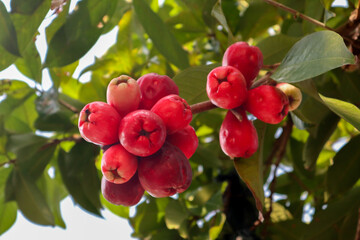 Water apple still on the tree branch, maroon colored guava fruit, high quality photo taken from a low spot with bright lighting.