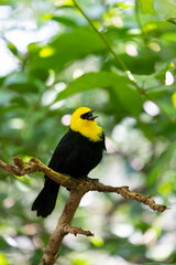 The male yellow-hooded blackbird (Chrysomus icterocephalus) with its beak open