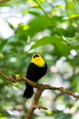 The male yellow-hooded blackbird (Chrysomus icterocephalus) looking up