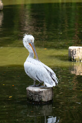 The Dalmatian pelican (Pelecanus crispus), also known as the curly-headed pelican