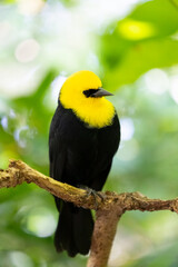 The male yellow-hooded blackbird (Chrysomus icterocephalus) on a branch