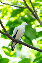The pied imperial pigeon (Ducula bicolor) perched on a branch