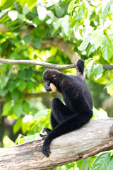 Obraz premium Gibbon sits in a tree and grabs a branch.