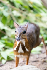 A chevrotain, or mouse-deer, walks on the ground