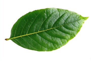 Close-up of a vibrant green leaf, isolated against white