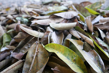 A layer of dried leaves creates a natural ground cover in the fall, rich brown tones. A layer of...
