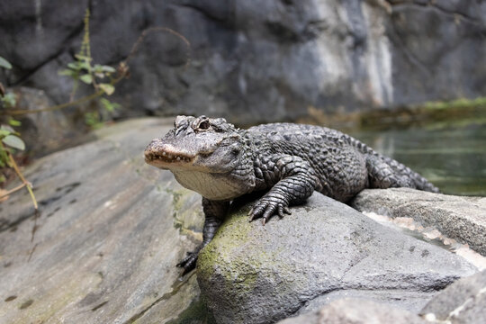 The Chinese alligator (Alligator sinensis), also known as the Yangtze alligator or the muddy dragon, crawls on a rock