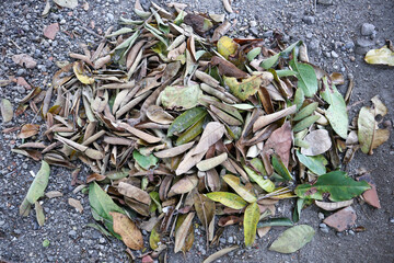 A layer of dried leaves creates a natural ground cover in the fall, rich brown tones. A layer of...