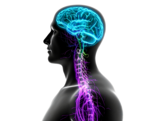 Transparent Human Body with Illuminated Nervous Network, isolated on transparent background