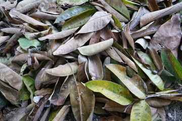 Layer of Dried Leaves Creating a Natural Ground Cover in Autumn, Rich Brown Tones