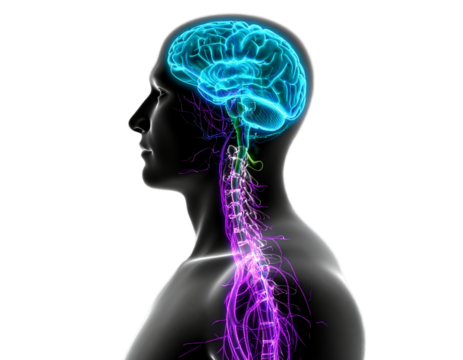 Transparent Human Body with Illuminated Nervous Network, isolated on transparent background