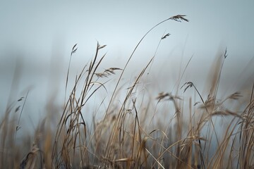 Obraz premium Wispy dried grasses in a light gray fog