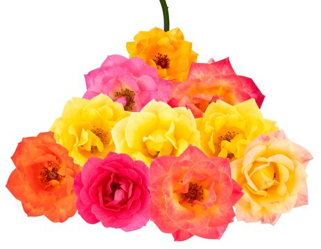 Vibrant roses in a triangular cluster