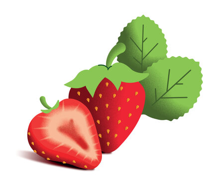 Strawberry Vector Illustration