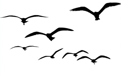 Naklejka premium Silhouettes of multiple seagulls in flight against a plain white background