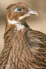Common Pheasant (Phasianus colchicus) standing still facing right, brown plumage