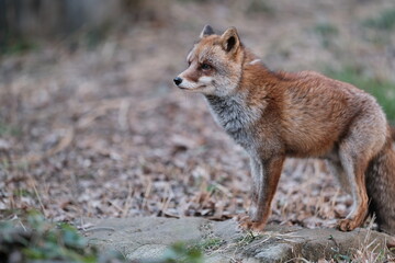 Japanese Red Fox (Vulpes vulpes japonica) facing left