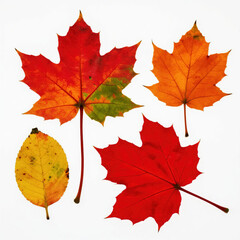 Four maple leaves arranged from left to right on pure white background, first leaf with red-yellow gradient, second with red-orange-green colors, third in solid orange, fourth in bright red