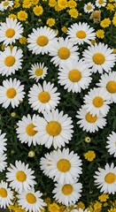 A field of white daisies with yellow centers surrounded by yellow flowers