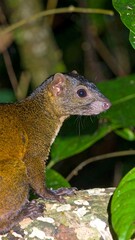 A small, nocturnal mammal with dark fur and large eyes sits on a tree branch amidst lush green foliage