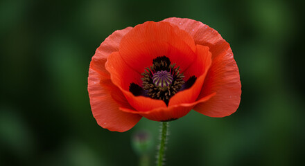 Fototapeta premium Vibrant close-up of a red poppy flower blooming gracefully against a blurred backdrop