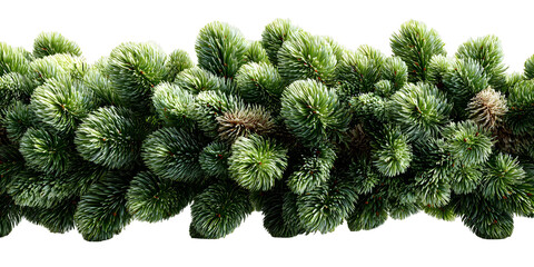 Detailed close-up of vibrant green fir branches against a stark transparent background