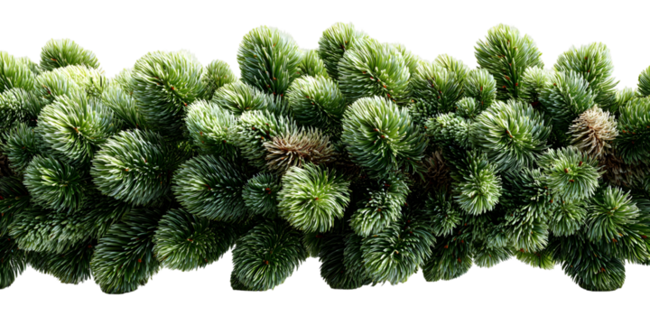 Detailed close-up of vibrant green fir branches against a stark transparent background