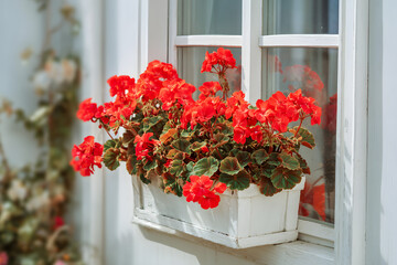 Vibrant window planter with red flowers.