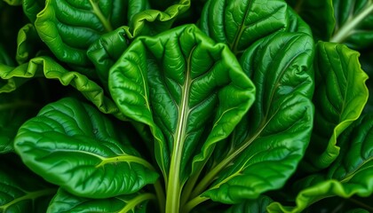 Fototapeta premium Vibrant green spinach leaves, close-up detail, foliage, salad ingredient