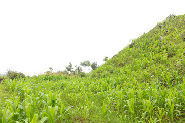 Farmland view with ripe corn in the foreground