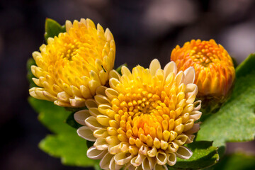 Korean chrysanthemum on a blurred background with highlights and bokeh. colorful flower macro...