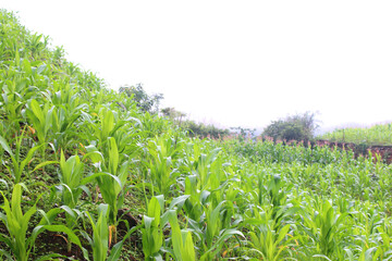 Farmland view with ripe corn in the foreground