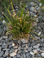 jardineria jardineros