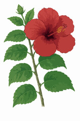Hibiscus rosa-sinensis