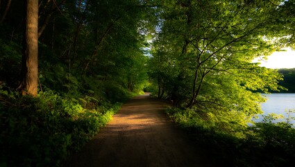 Obraz premium Sunlit forest path next to a lake on a summer day 