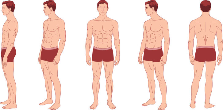 Male body anatomy illustration showing muscular man front, back, and side view, human figure reference, medical and fitness flat vector illustration