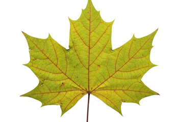 Obraz premium A single green and yellow maple leaf with visible veins, isolated on a transparent background, symbolizing autumn and natures seasonal changes
