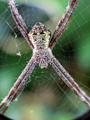 A spider with a lovely webbed house.
