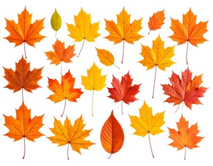 Obraz premium Autumn leaves, various colors, isolated