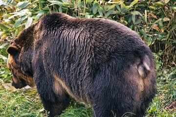 Hokkaido, Japan - October 12, 2023: Closeup of Higuma or Brown bear in Hokkaido