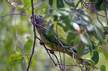 Blue-Green Parrot