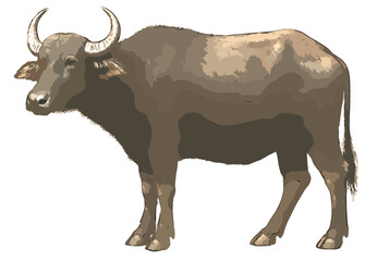 Bubalus bubalis 1 (kerbau)