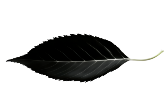 Single Black Jagged Leaf with Detailed Veins on White Background, cut out transparent