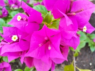A cluster of bright, showy purplish pink Bougainvillea flower with the background of the image...